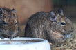 Degu beim Fressen