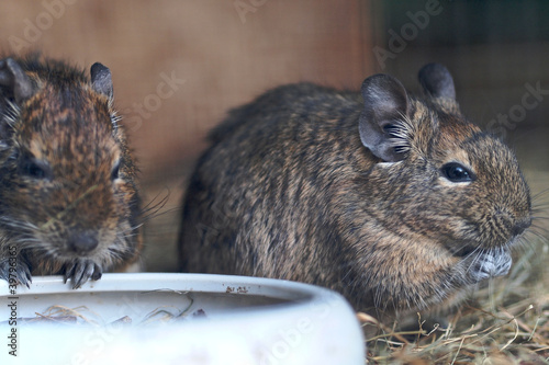 Photo: Degu beim Fressen Degu beim Fressen