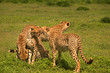 Cheetah love
