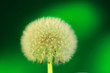 Green_Dandelion