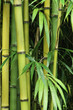 Bamboo forest