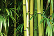 Bamboo close up