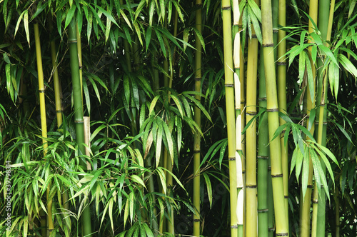 Photo: Green bamboo forest Green bamboo forest