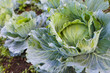 Cabbage