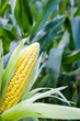 Corn field