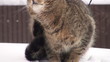 Video: The cat in the passenger compartment of the car. The cat in the passenger compartment of the car.