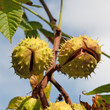Rosskastanie - Aesculus hippocastanum