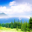 Forest in Carpathian mountains