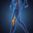 Illustration: human radiography scan human radiography scan