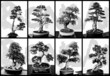 Bonsai Collection