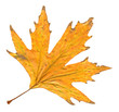 Autumn leaf