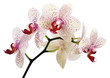 schöne Orchidee