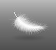 feather falling light small white swan  vector illustration