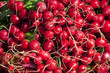 red reddish vegetable