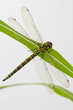 Libelle auf Blatt