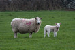 New born Lambs