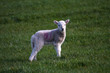 Lambs
