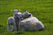 Lambs
