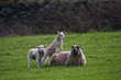 Lambs