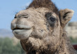 Close up of a Camels Head Close up of a Camels Head