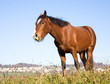 horse