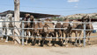 Close up of a Group of Camels Close up of a Group of Camels