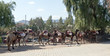 Camel Train Resting Camel Train Resting