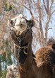 Close up of a Camels Head Close up of a Camels Head