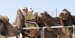 Close up of a Group of Camels Close up of a Group of Camels