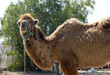 Close up of a Camel Close up of a Camel