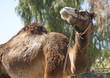 Close up of a Camel Close up of a Camel