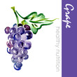Hand Painted Grape