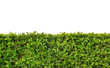 Photo: Box hedge Box hedge