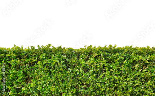 Foto: Box hedge Box hedge