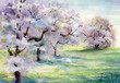 Blooming apple trees