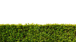 Photo: buxus buxus