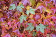 Plantes grimpantes
