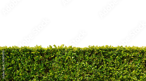 Photo: buxus buxus