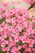 Pink azalea in the garden