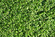 Leaves of a bush