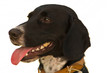 Beautiful mixed breed dog
