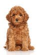 Miniature Poodle Puppy