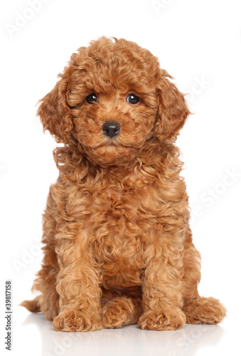 Photo: Miniature Poodle Puppy Miniature Poodle Puppy