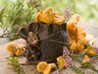 mouse with chanterelles
