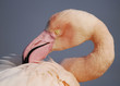 flamand rose 11