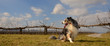 Happy Australian Shepard