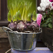 bulb of hyacinth in the pot