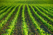 Green cornfield in spring