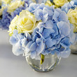 Photo: hydrangea hydrangea