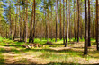 Sunny forest